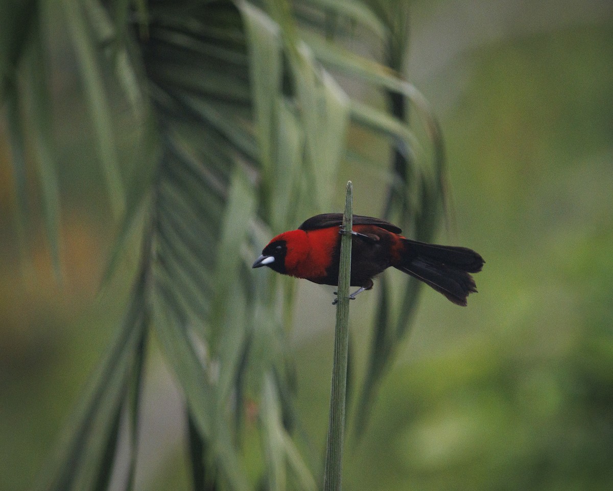 Masked Crimson Tanager - ML643599599