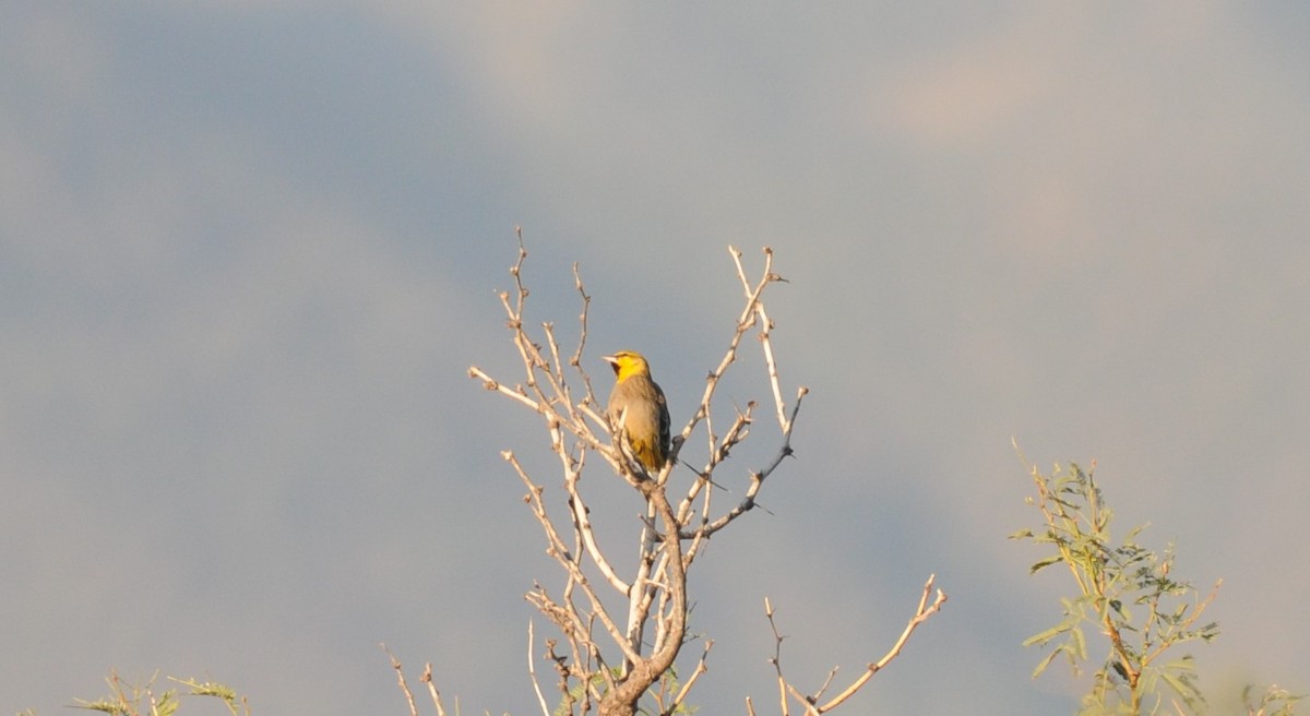 Bullock's Oriole - ML643599616