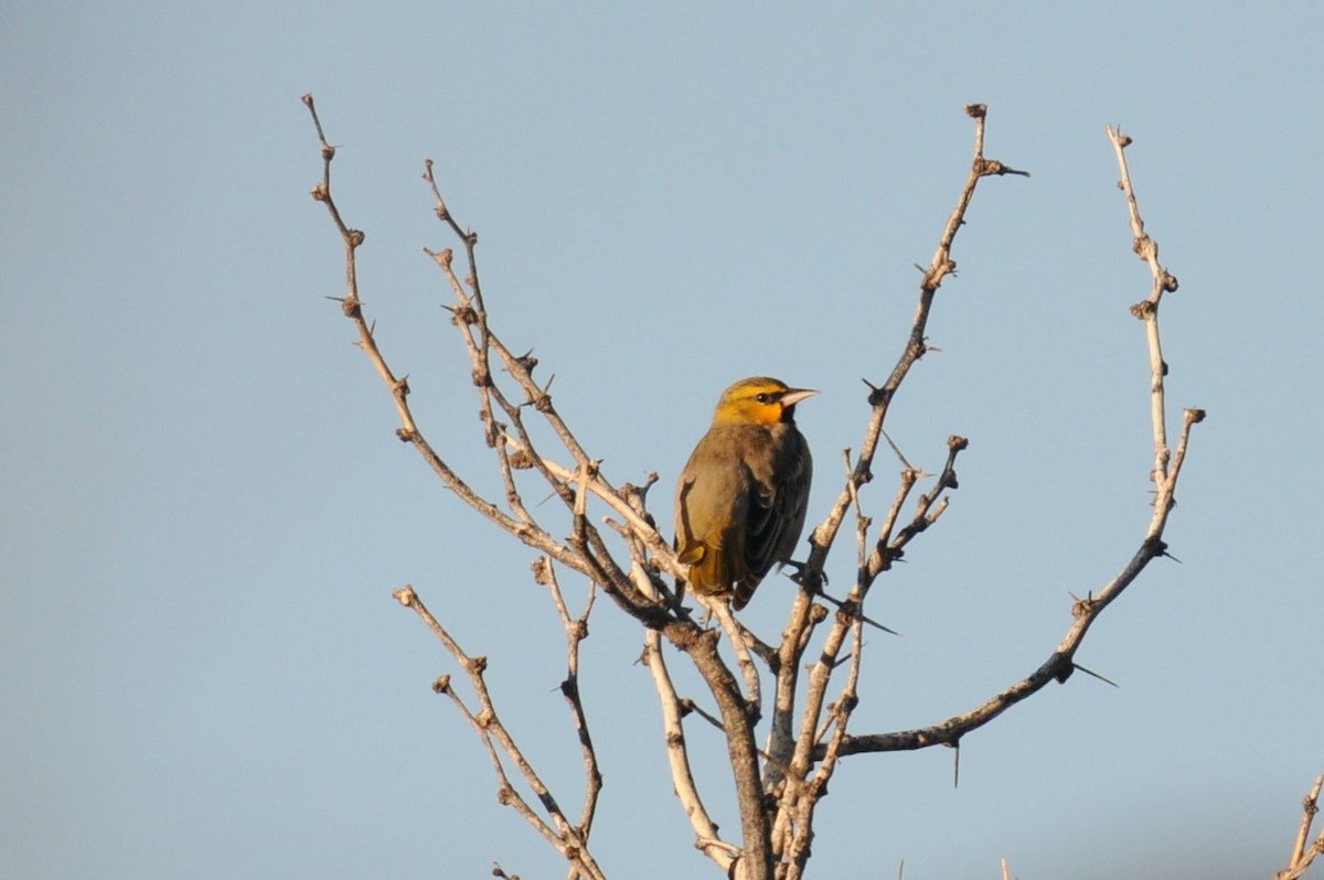 Bullock's Oriole - ML643599617