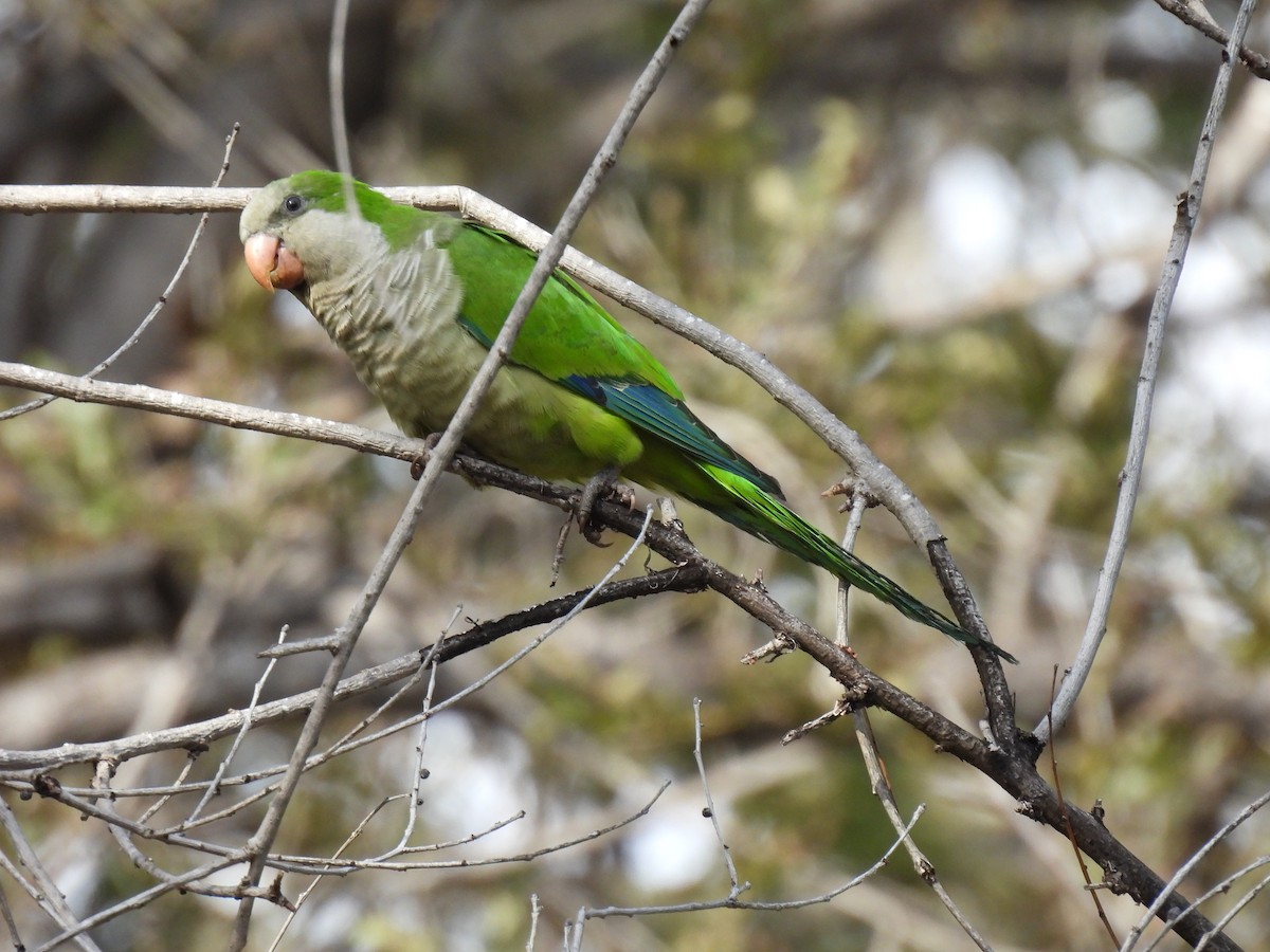 Monk Parakeet - ML643599618