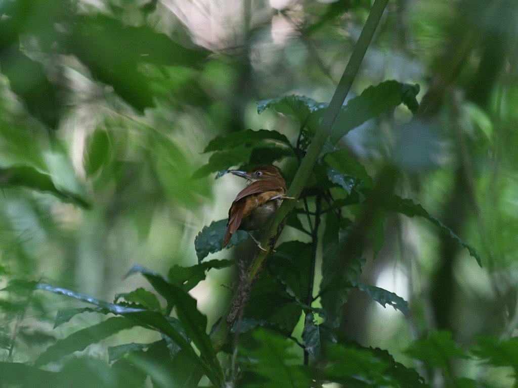 Філідор-лісовик білоокий - ML643599652