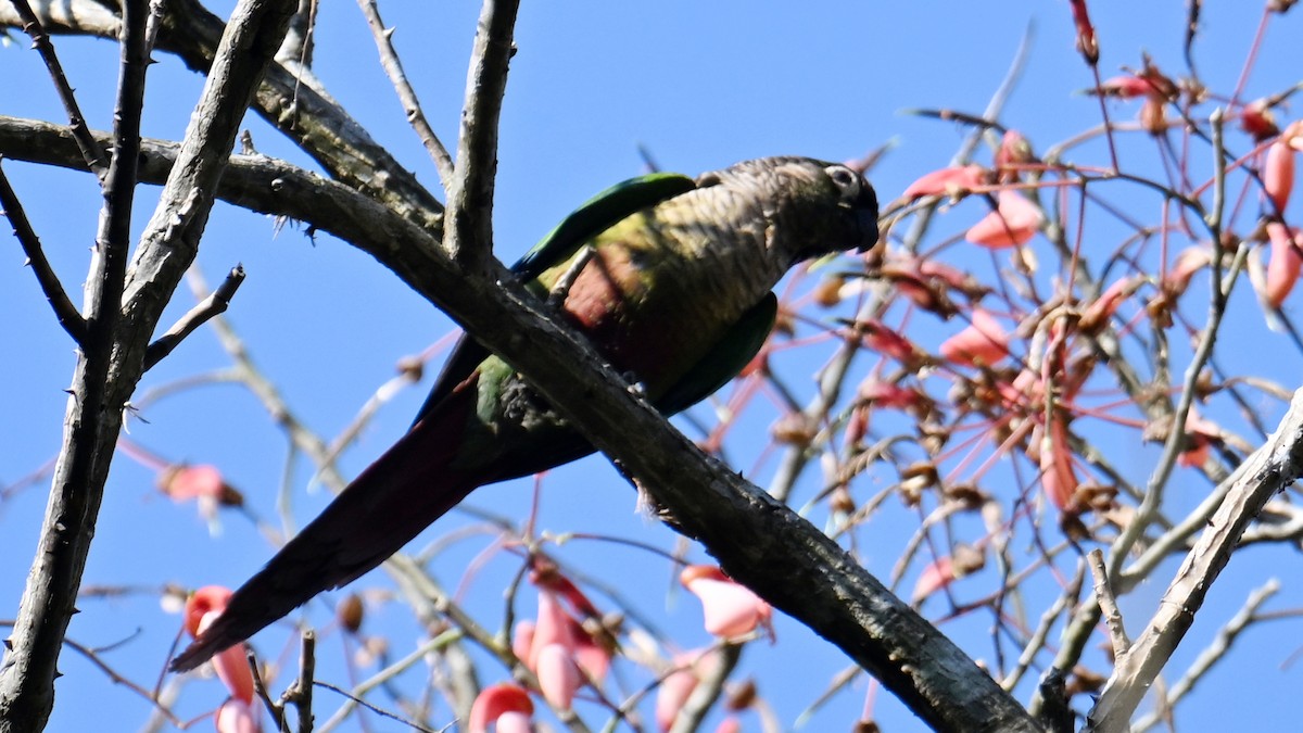 Green-cheeked Parakeet - ML643599653