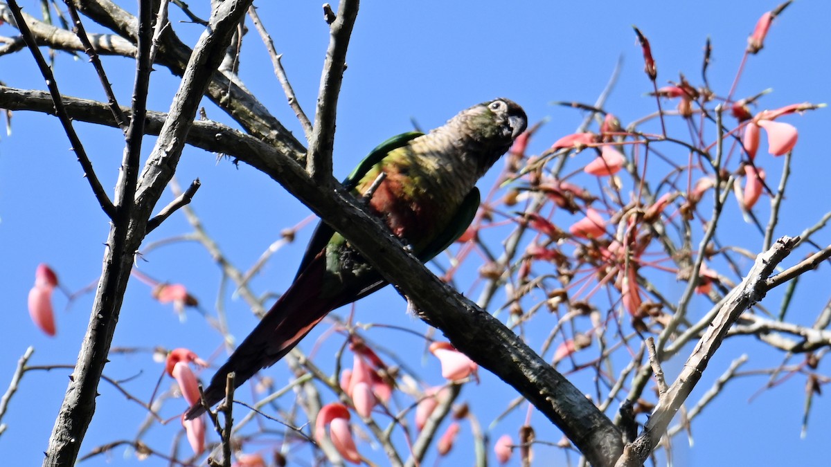 Green-cheeked Parakeet - ML643599659