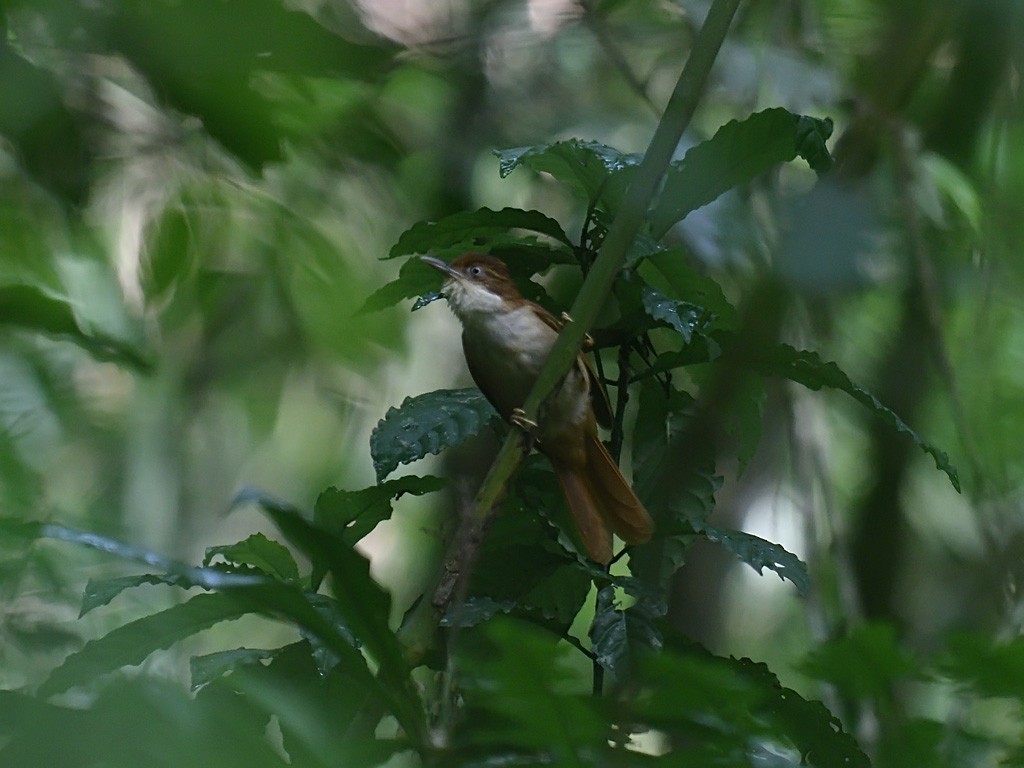 Філідор-лісовик білоокий - ML643599667