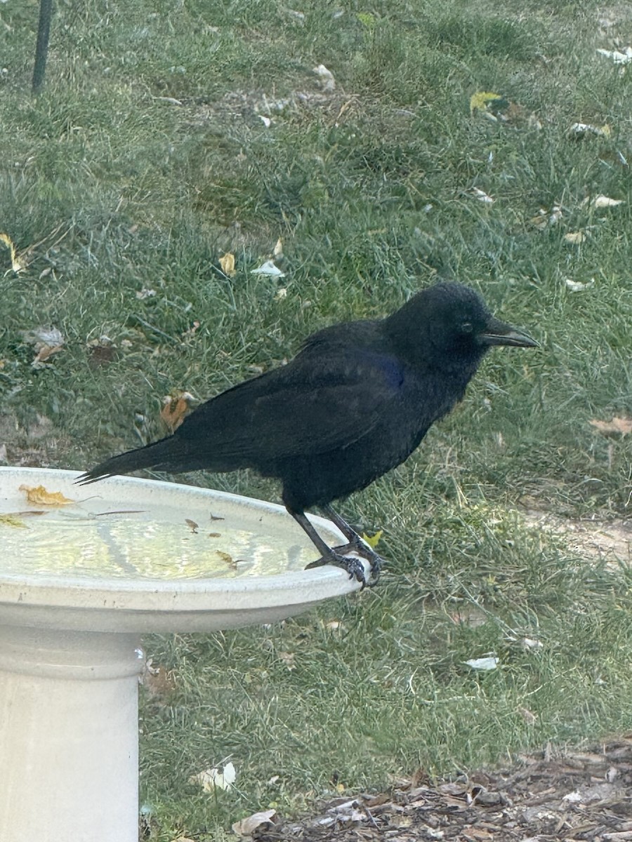 American Crow - ML643599668