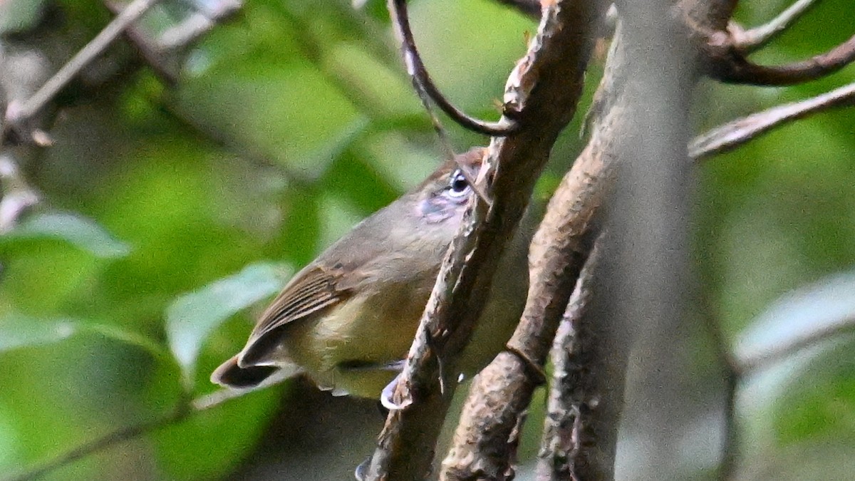 Olivgrau-Ameisenvogel - ML643599669