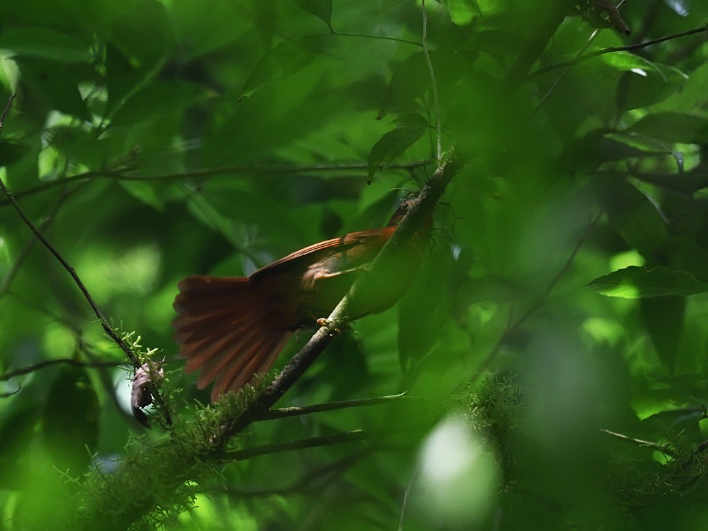 ズアカアリフウキンチョウ - ML643599680
