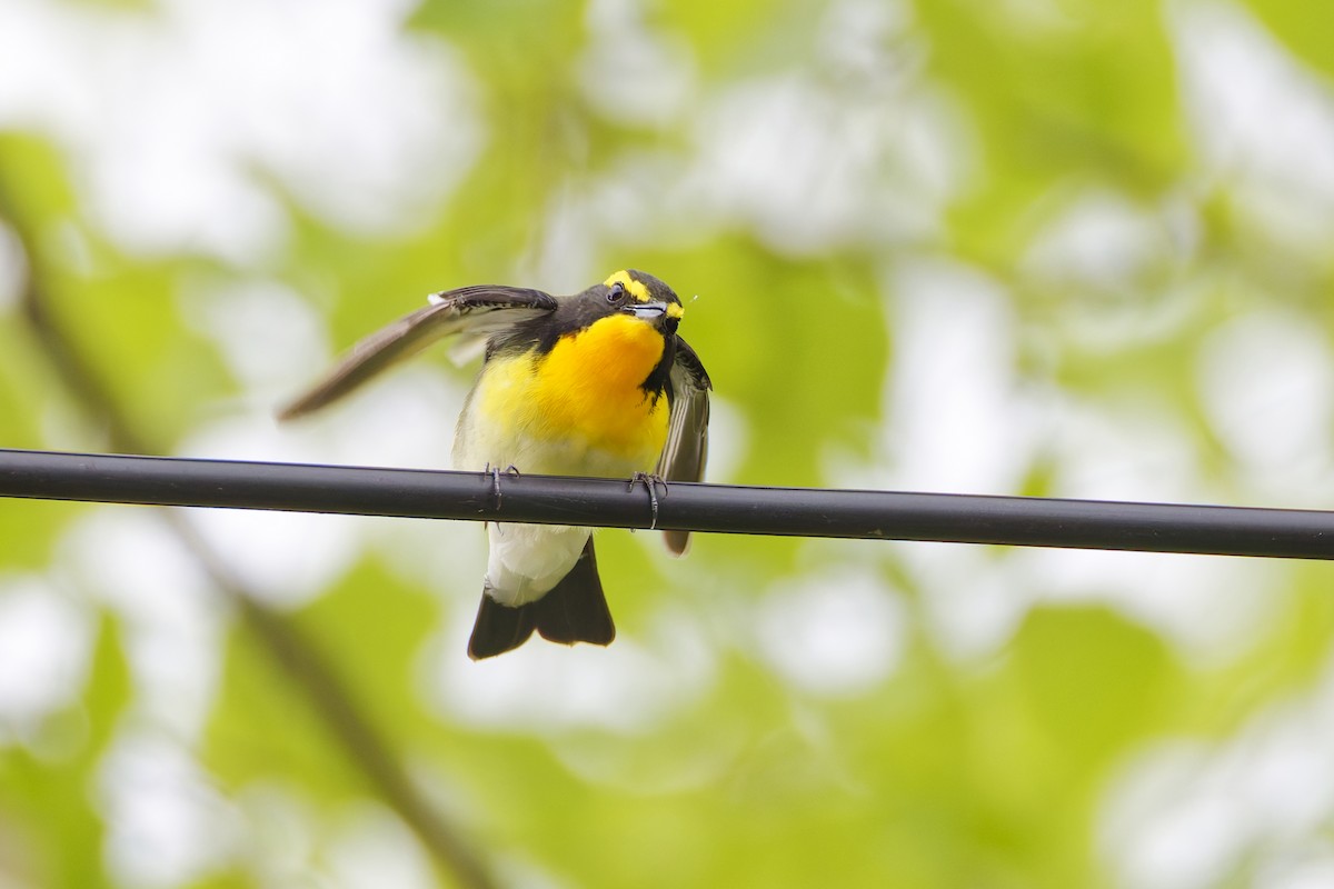 Narcissus Flycatcher - ML643599681