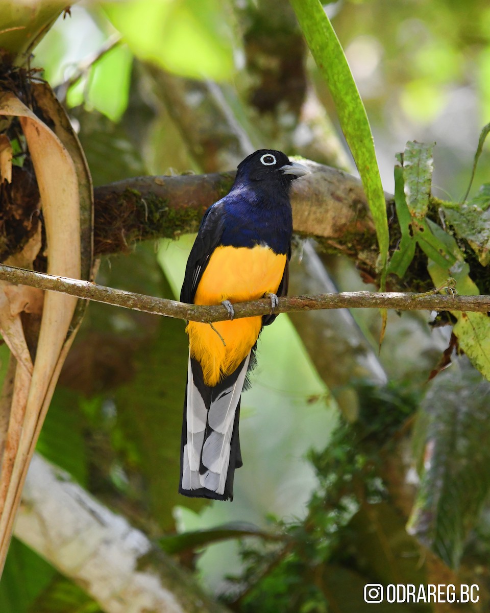 Green-backed Trogon - ML643599704