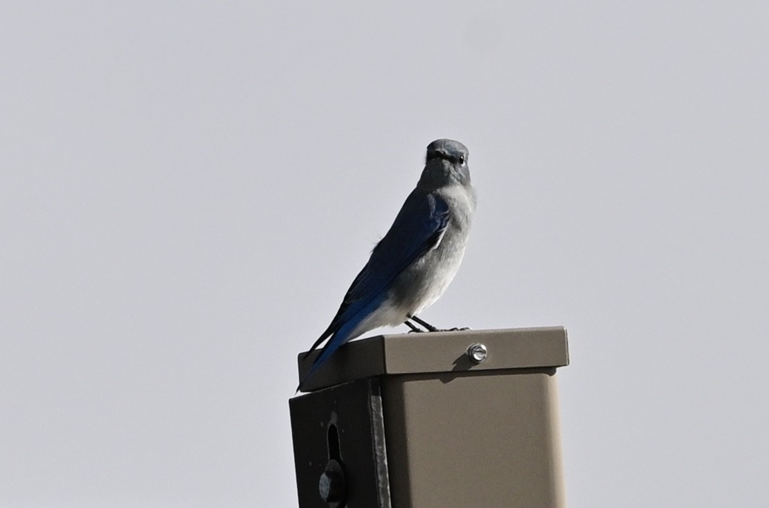 Mountain Bluebird - ML643599714