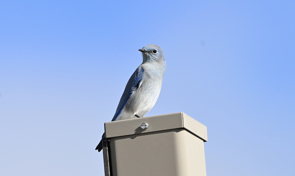 Mountain Bluebird - ML643599715
