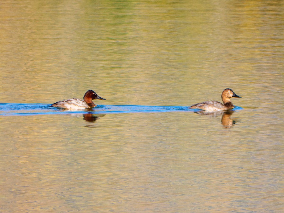 Canvasback - ML643599754