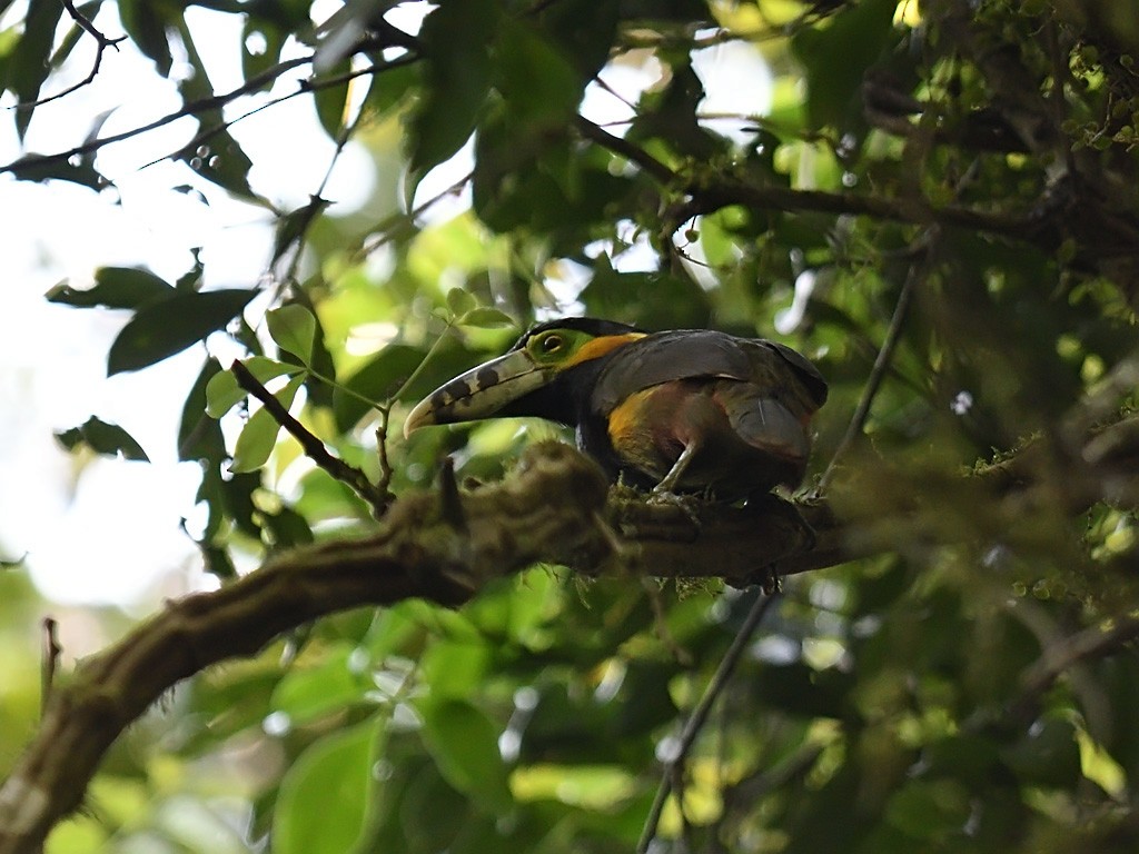 Spot-billed Toucanet - ML643599756