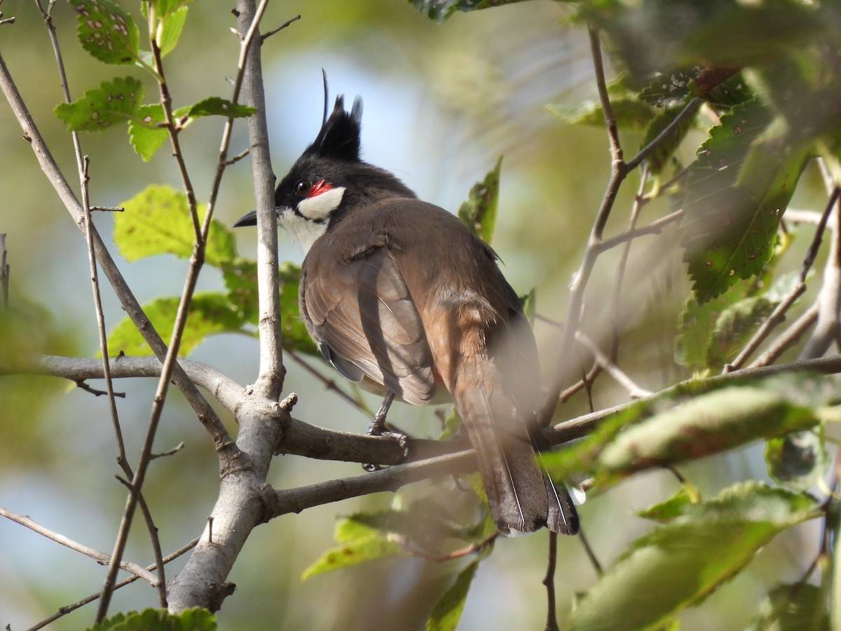 Red-whiskered Bulbul - ML643599760