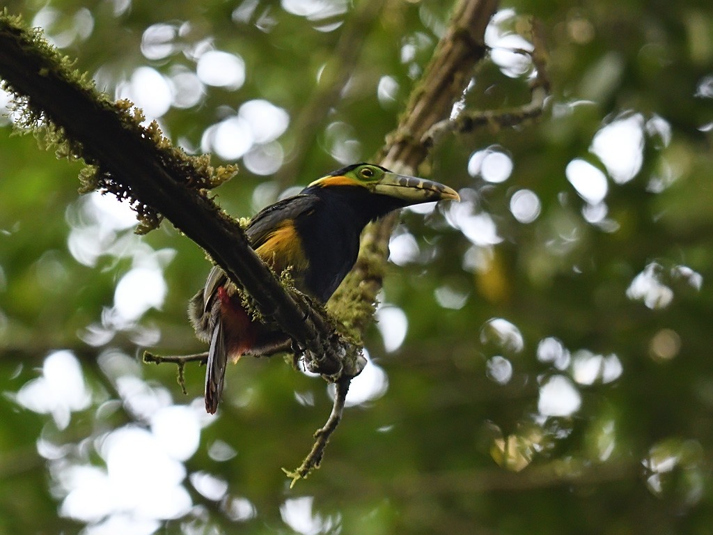 Spot-billed Toucanet - ML643599767
