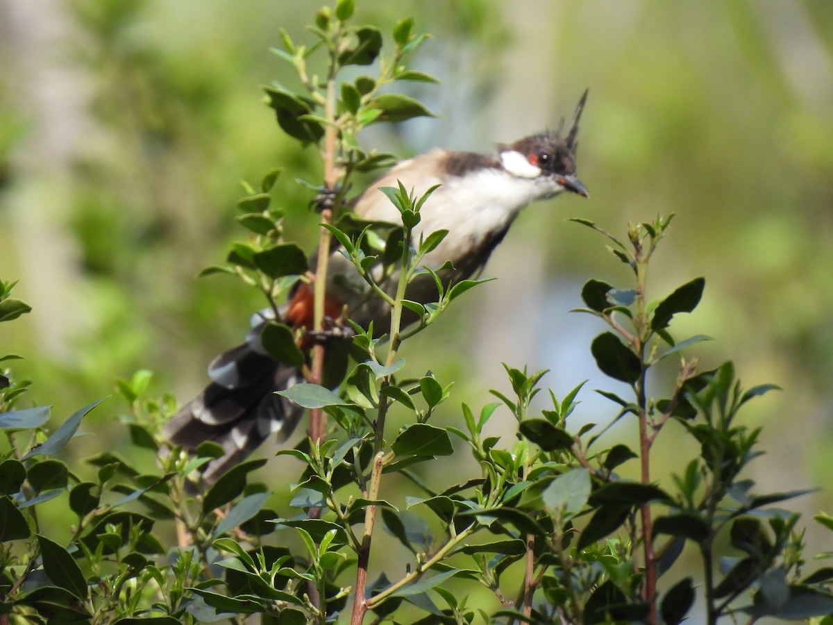 Red-whiskered Bulbul - ML643599768