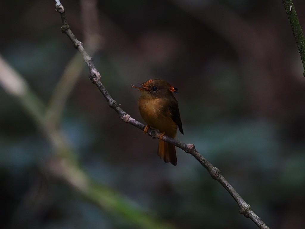 tyranovec atlantický - ML643599794