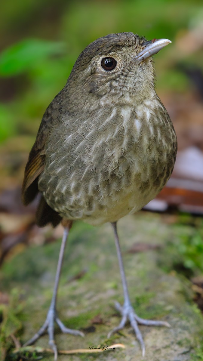 Cundinamarca Antpitta - ML643599795