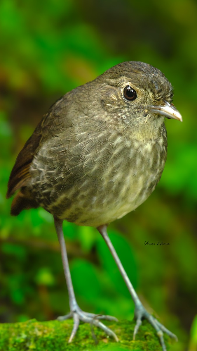 Cundinamarca Antpitta - ML643599798