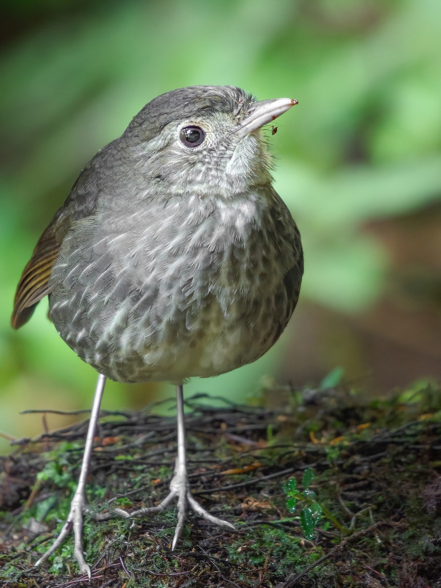 Cundinamarca Antpitta - ML643599800