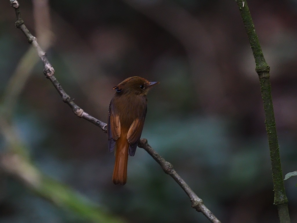 tyranovec atlantický - ML643599801