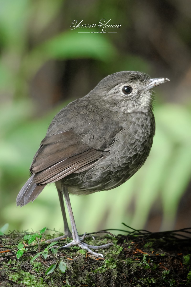 Cundinamarca Antpitta - ML643599802