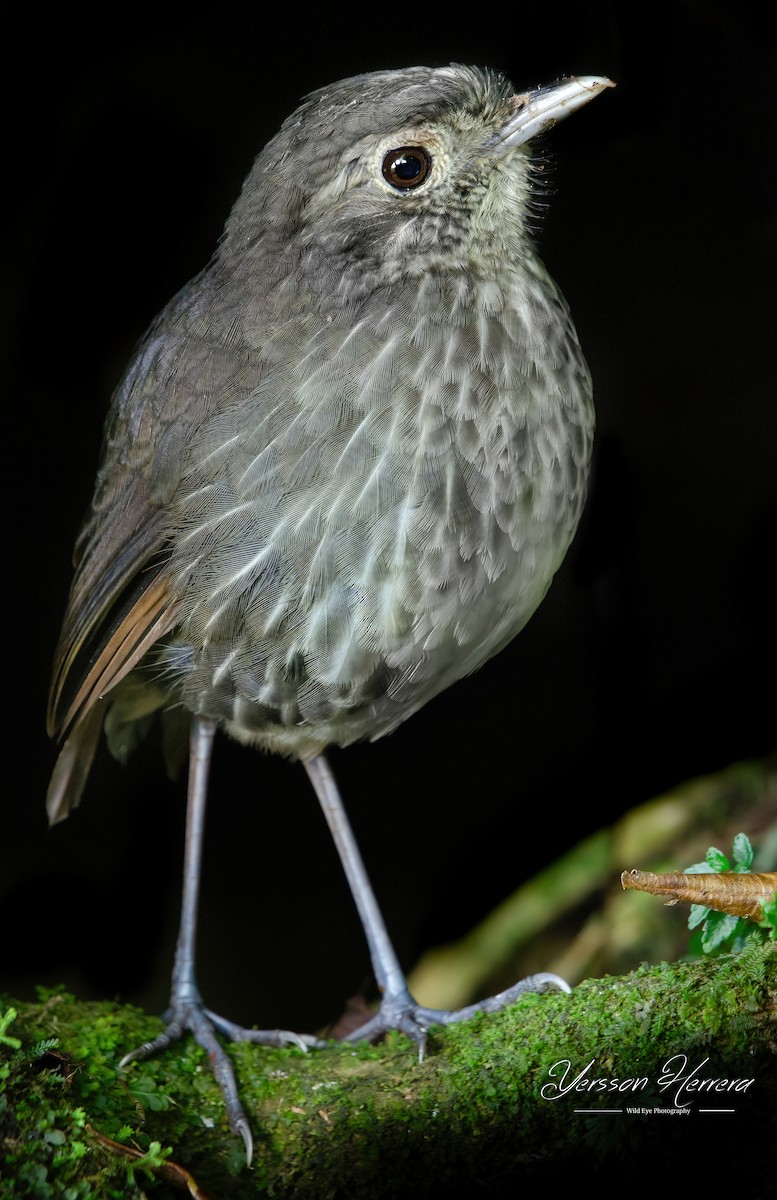 Cundinamarca Antpitta - ML643599803