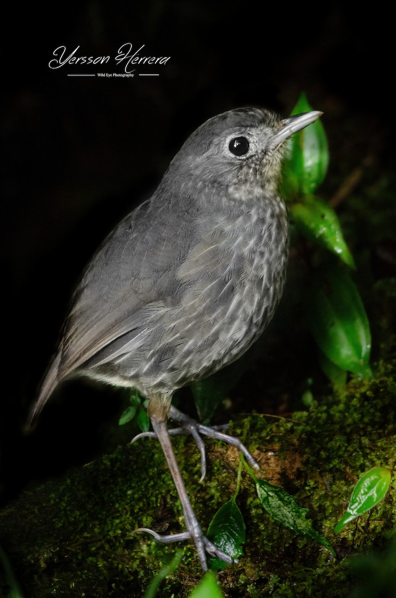 Cundinamarca Antpitta - ML643599804