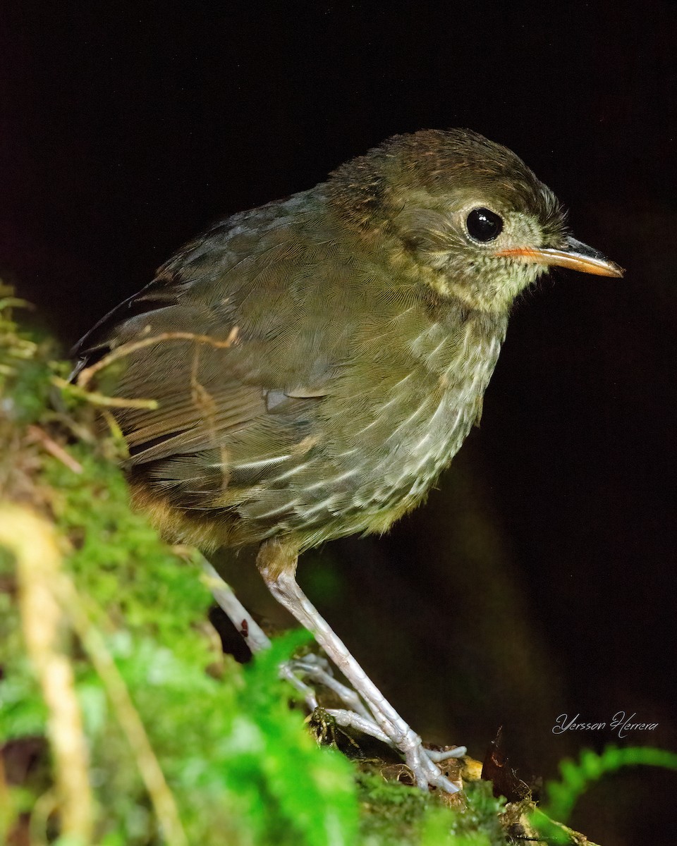 Cundinamarca Antpitta - ML643599805