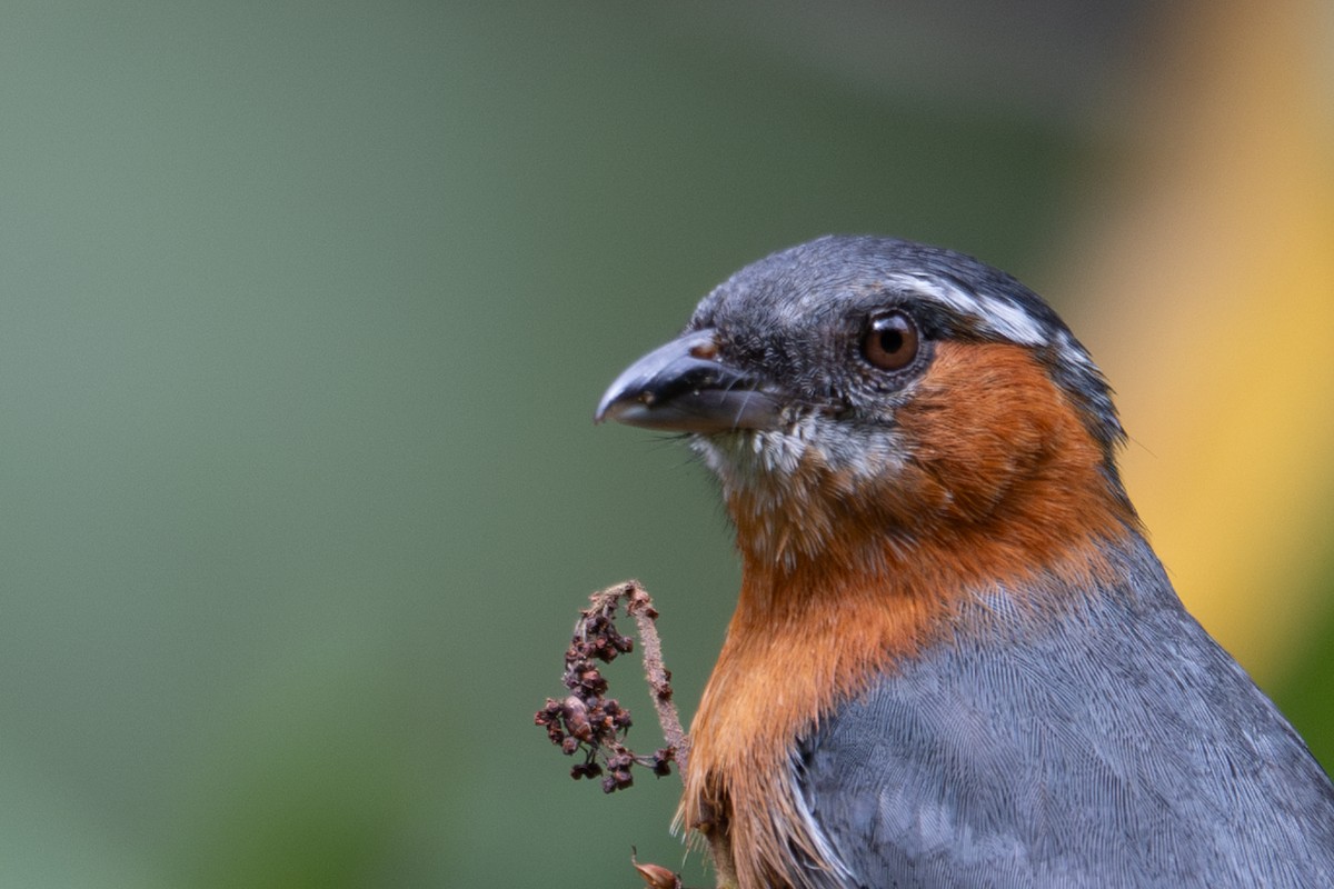 Slaty Tanager - ML643599812
