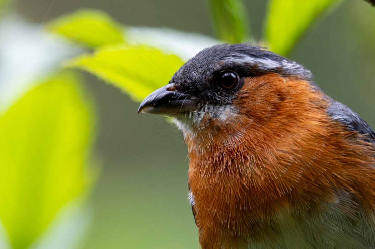Slaty Tanager - ML643599813