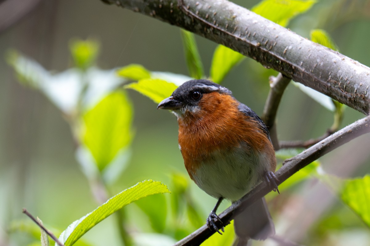 Slaty Tanager - ML643599814