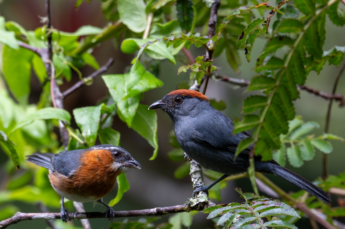 Slaty Tanager - ML643599815