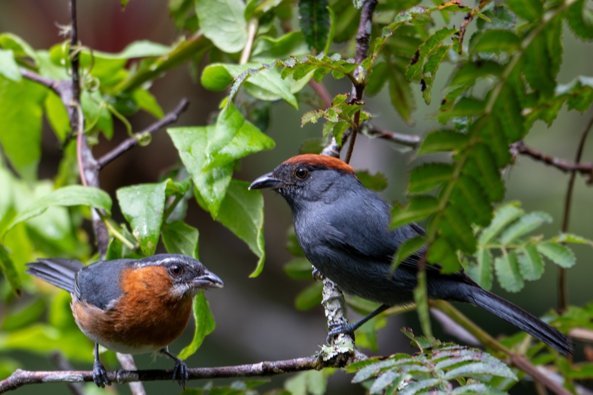 Slaty Tanager - ML643599817