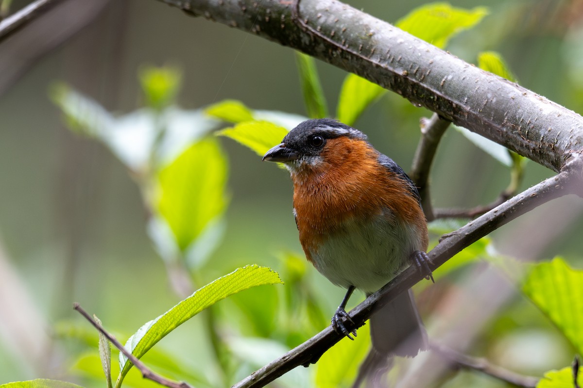 Slaty Tanager - ML643599818