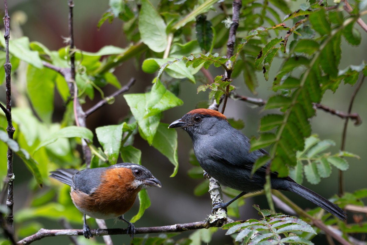 Slaty Tanager - ML643599819