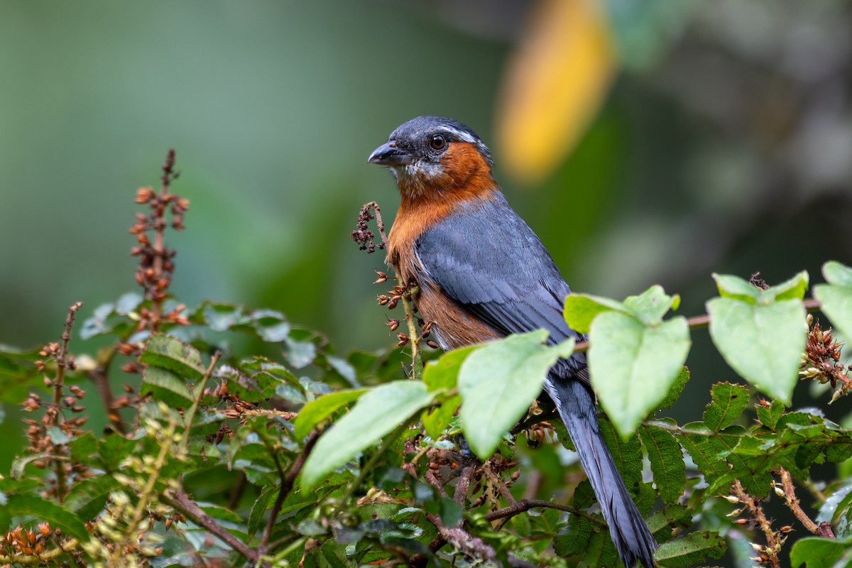 Slaty Tanager - ML643599820
