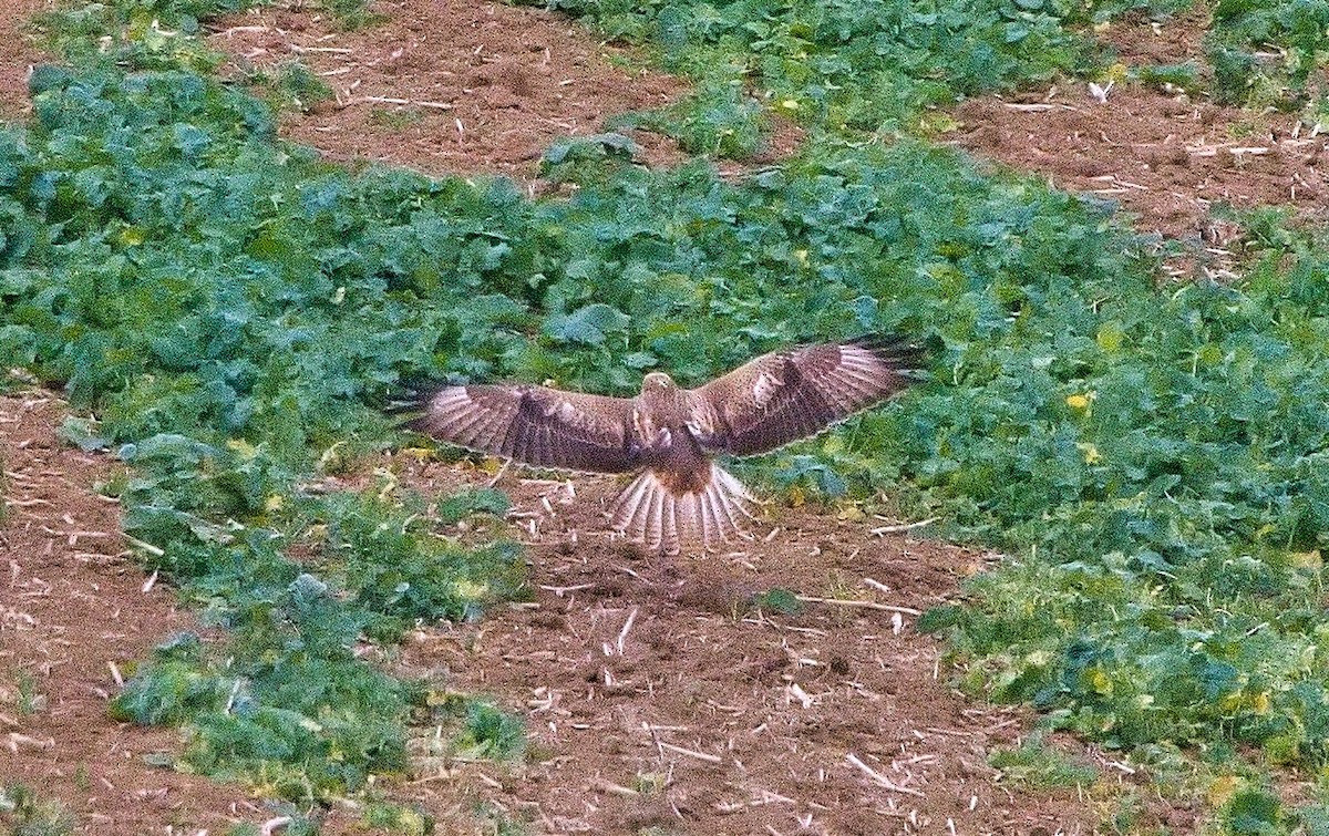 Long-legged Buzzard - ML643599840