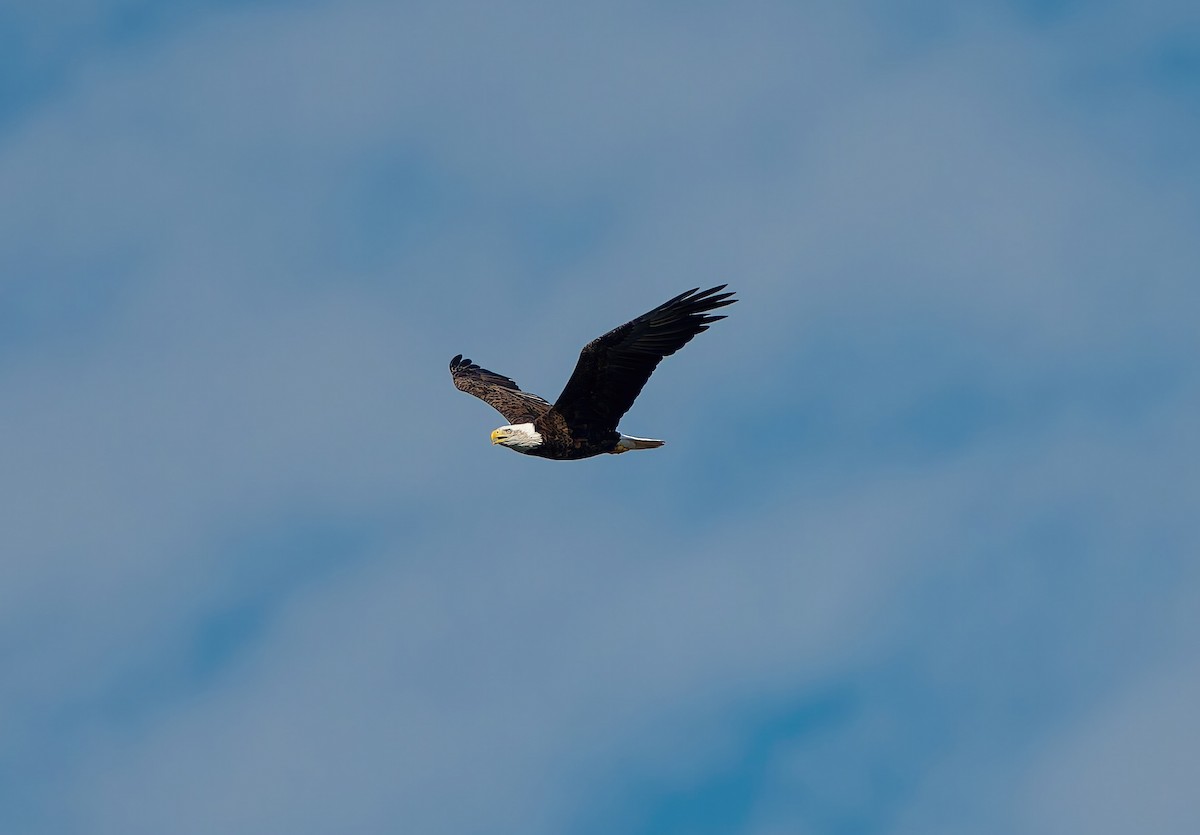 Bald Eagle - ML643599841