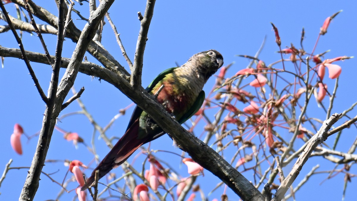 Green-cheeked Parakeet - ML643599842