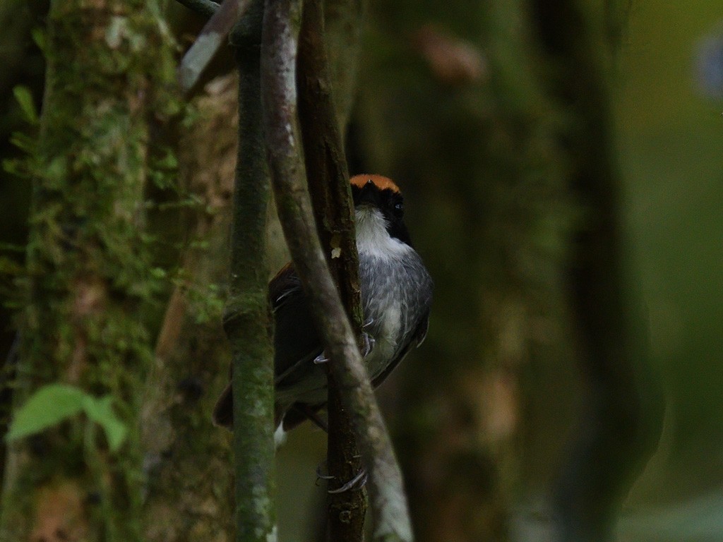 Black-cheeked Gnateater - ML643599846