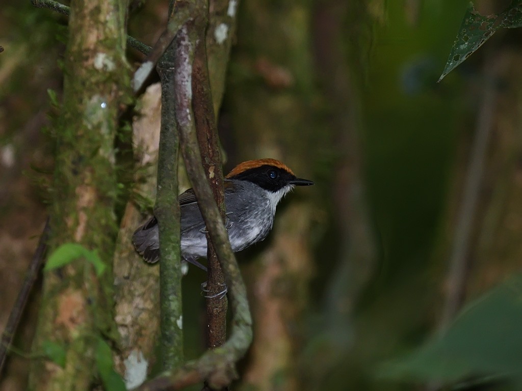 Black-cheeked Gnateater - ML643599854