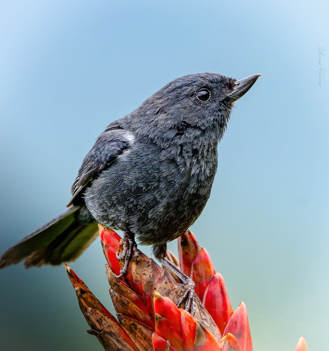 White-sided Flowerpiercer - ML643599864