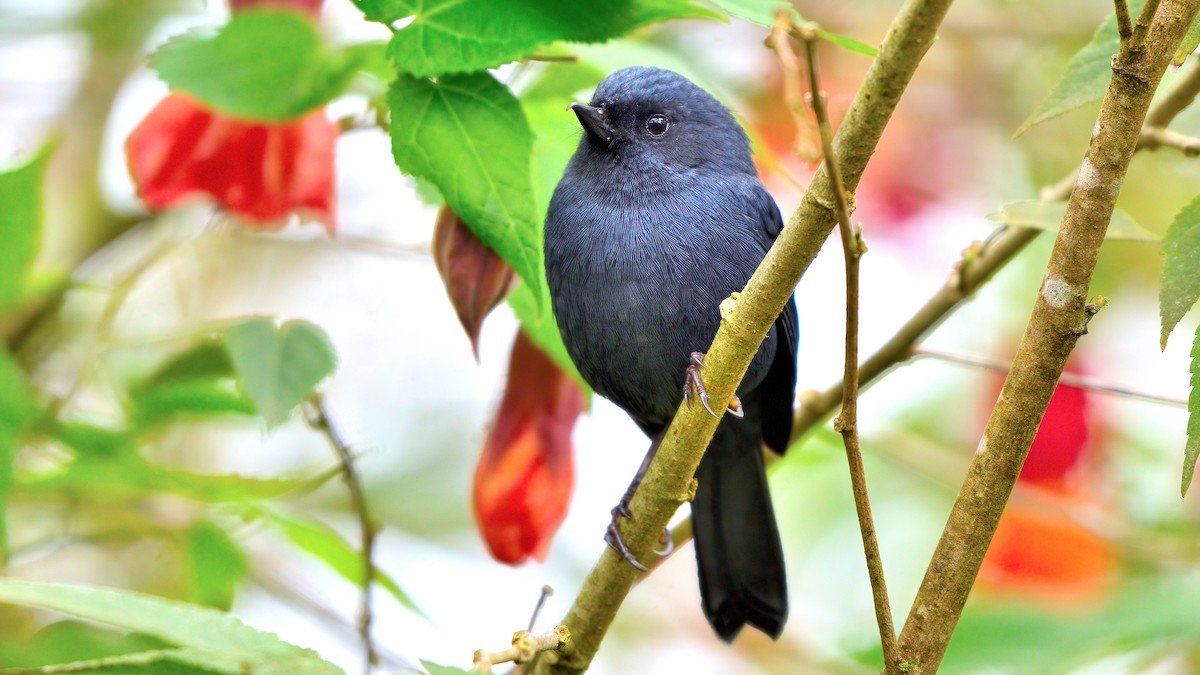 White-sided Flowerpiercer - ML643599865