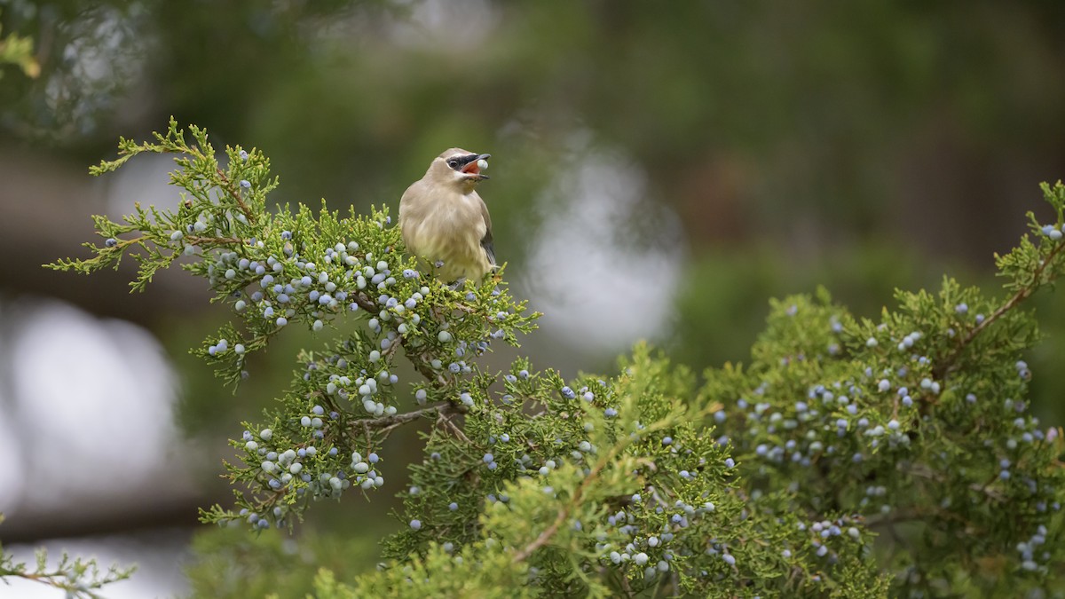 Cedar Waxwing - ML643599876