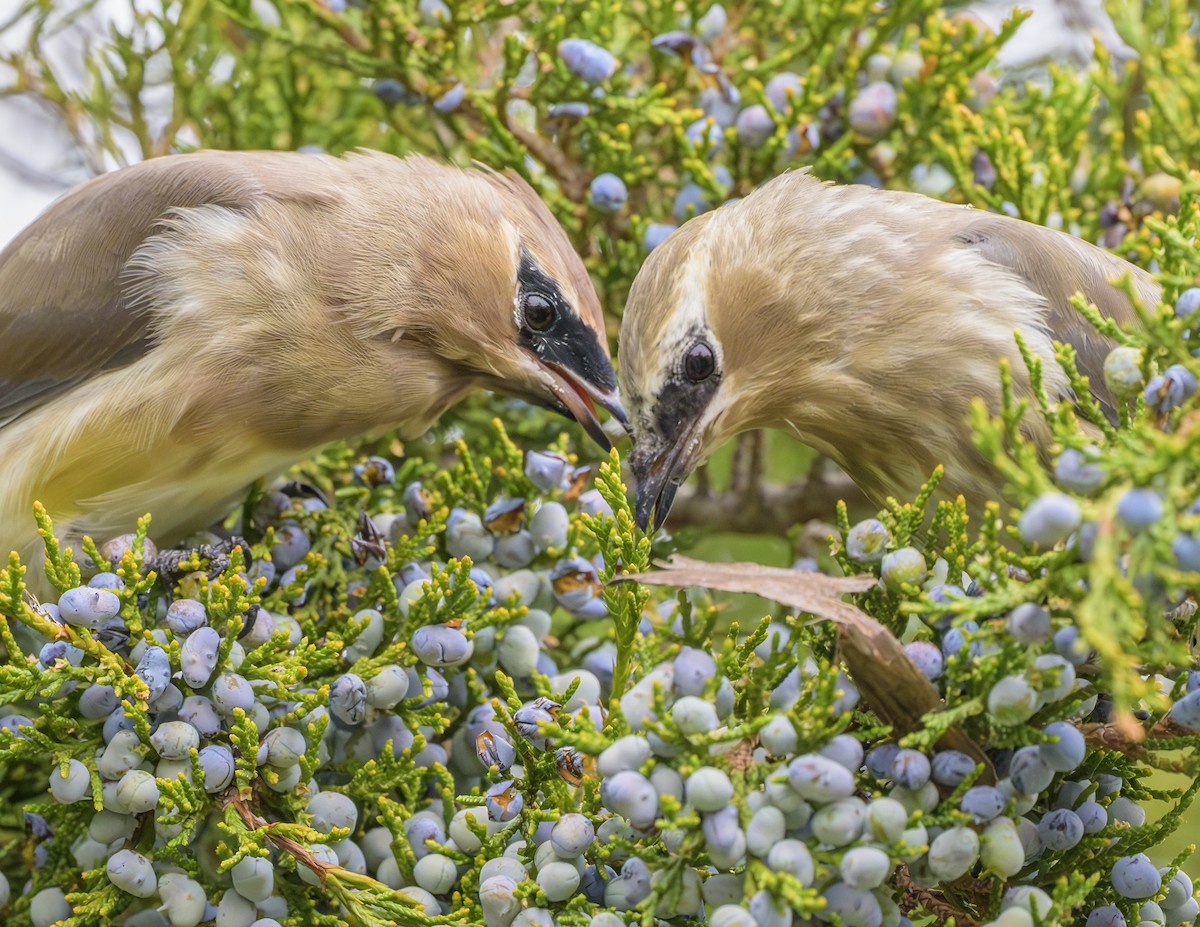 Cedar Waxwing - ML643599877