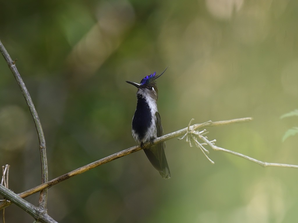 Колібрі пурпуровочубий - ML643599905