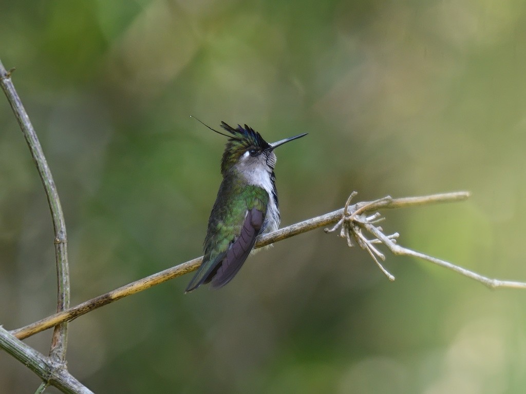 Колібрі пурпуровочубий - ML643599907