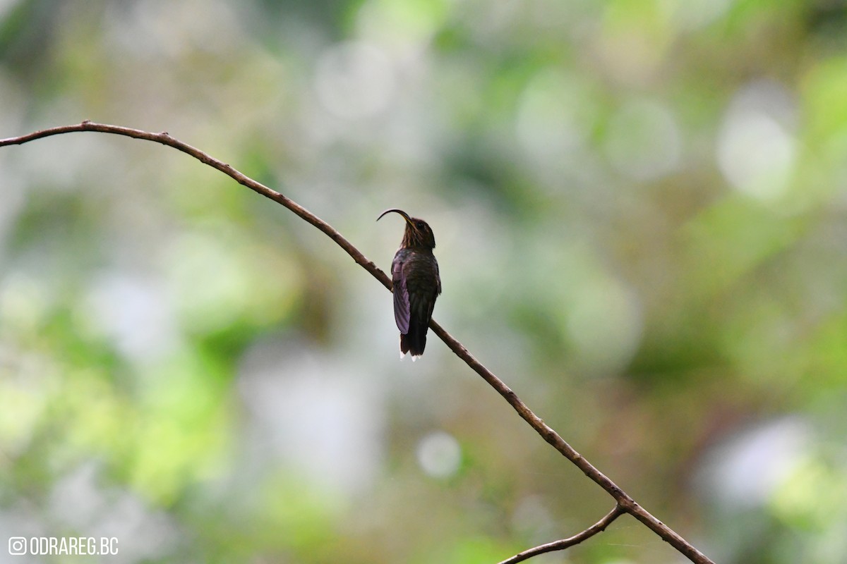 Buff-tailed Sicklebill - ML643599916