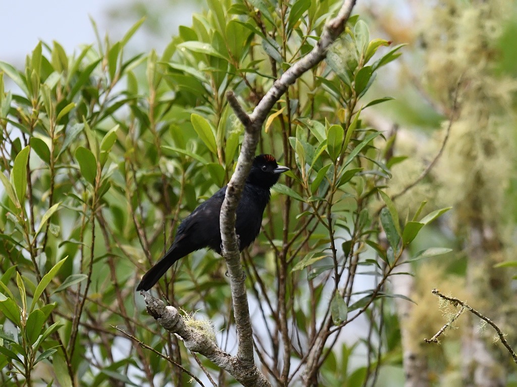 Ruby-crowned Tanager - ML643599940